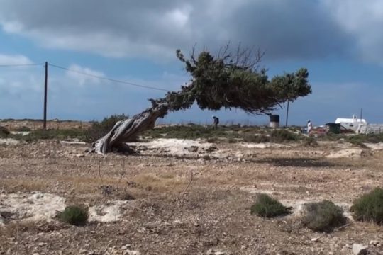 Ντάλα καλοκαίρι VII