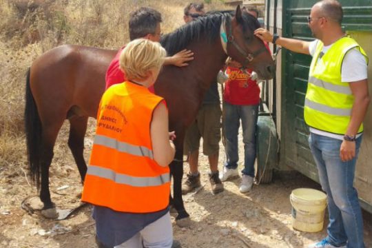 Έπιασαν το άγριο άλογο που περιφερόταν σε Κορυδαλλό & όρος Αιγάλεω