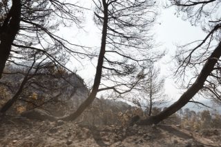 Πώς θα αποζημιωθούν οι παραγωγοί της βόρειας Εύβοιας