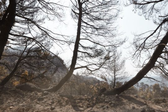 Πώς θα αποζημιωθούν οι παραγωγοί της βόρειας Εύβοιας