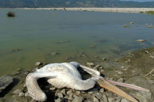Σε νεκροταφείο πουλιών μετατράπηκε η Λίμνη Κάρλα