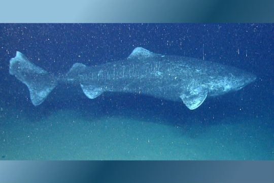 Ο 400 ετών καρχαρίας και οι άλλοι… υπερήλικες