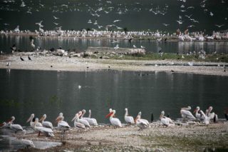 Η αλήθεια είναι… τοξική