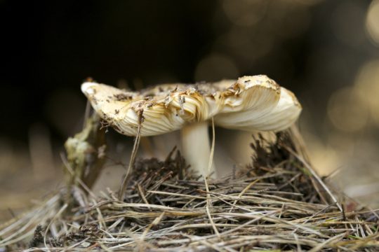 Το… δολοφονικό μανιτάρι