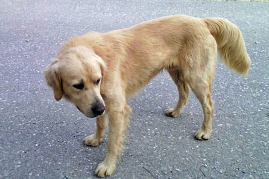 Έγδαραν ένα σκυλί και θανάτωσαν άλλα δύο