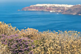 Διατροφή και υγεία με ελληνικά βότανα