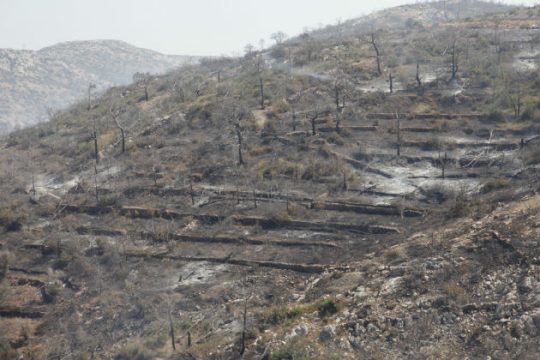Καμένη γη μέχρι τη θάλασσα της Χίου