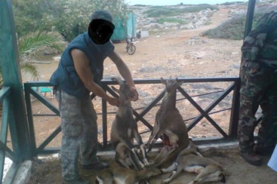 Αναστάτωση για τα νεκρά «αγρίμια» στην Κρήτη