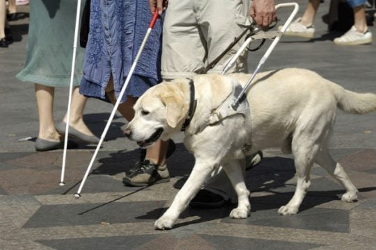 «Όχι» στην είσοδο τυφλών με σκυλιά-οδηγούς σε κολυμβητήριο