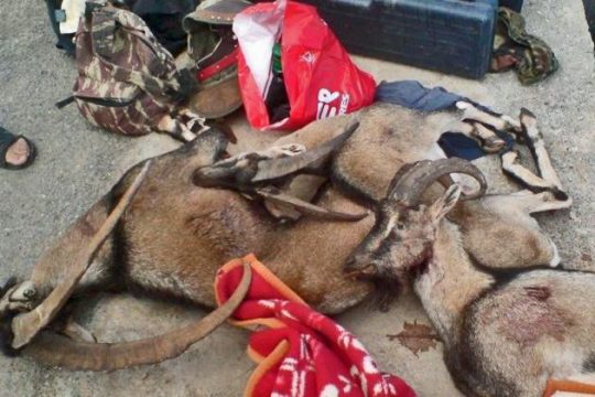 Σε κίνδυνο άγρια ζώα και πτηνά στην Ελλάδα