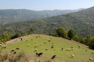 Δημώδη άσματα γνωμικά βουκολικά