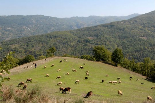 Δημώδη άσματα γνωμικά βουκολικά