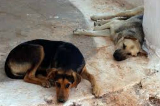 Πρόβλημα με τα αδέσποτα σε ΠΑΓΝΗ και Βενιζέλειο