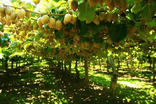 aktinidia