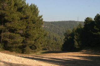 Στην πολιτική υπάρχει το δένδρο και το δάσος