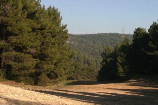 Στην πολιτική υπάρχει το δένδρο και το δάσος