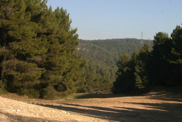 Στην πολιτική υπάρχει το δένδρο και το δάσος