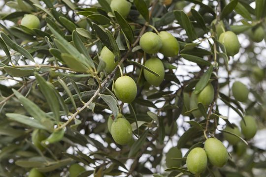 231 ελαιόδεντρα αντιστέκονται… στην ανάπτυξη