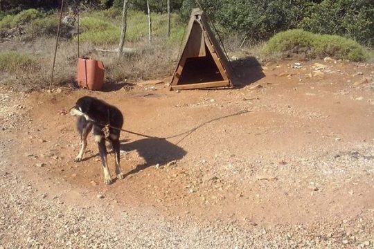 Ανθρωπος: ο χειρότερος φίλος του σκύλου…