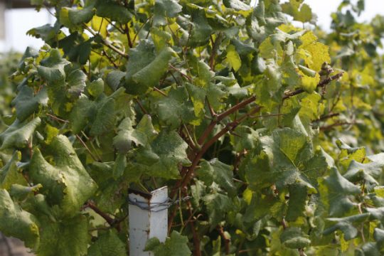 Τώρα… και κινέζικα αμπελόφυλλα