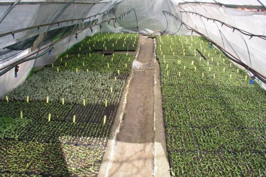 O κώδικας alimentarius και οι… δράκοι του διαδικτύου