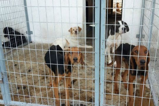 Συγκέντρωση υπογραφών κατά της ευθανασίας αδέσποτων