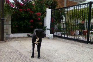 Λόλα, η αδέσποτη μιας γειτονιάς στον Μαραθώνα