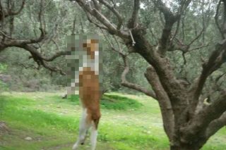 Να μπει στο Σύνταγμα η προστασία των ζώων