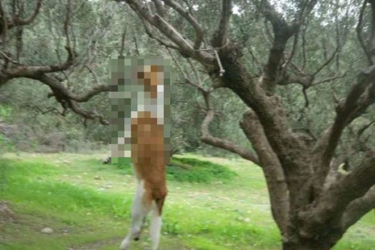 Να μπει στο Σύνταγμα η προστασία των ζώων