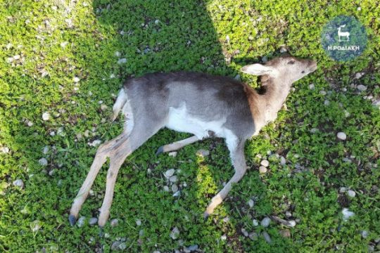 Επικηρύχτηκε ο δράστης που σκοτώνει νεαρά ελάφια