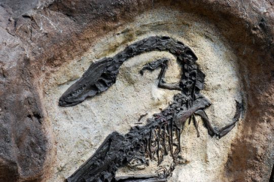 Ανακάλυψη που θυμίζει… Jurassic Park