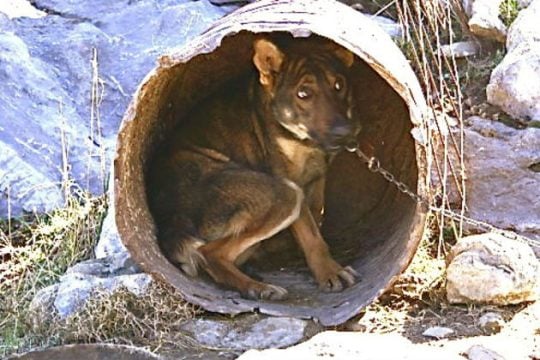 Τι κάνουμε όταν δούμε ζώα να κακοποιούνται