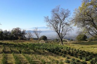 Ποιοτικά βότανα ως… προϊόντα Περισυλλογής