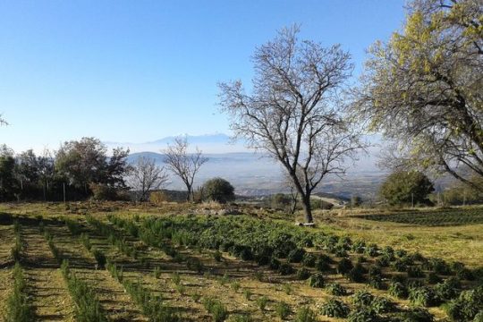 Ποιοτικά βότανα ως… προϊόντα Περισυλλογής