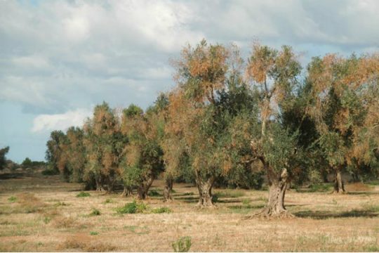 Κίνδυνος για τις ελιές στην Κρήτη από το βακτήριο Xylella