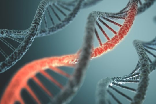 Δημιούργησαν τον πρώτο σταθερό ημισυνθετικό οργανισμό