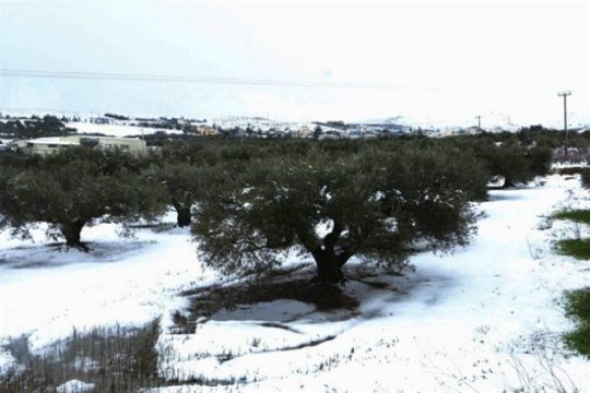 Ζημιές σε ελιές, αμπέλια και εσπεριδοειδή από τον παγετό