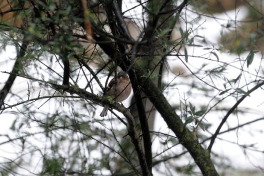 Χιόνια και πολύ χαμηλές θερμοκρασίες φέρνει η «Αριάδνη»