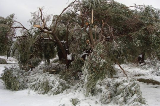 Αποζημιώσεις στους αγρότες ζητούν οι κρητικοί βουλευτές