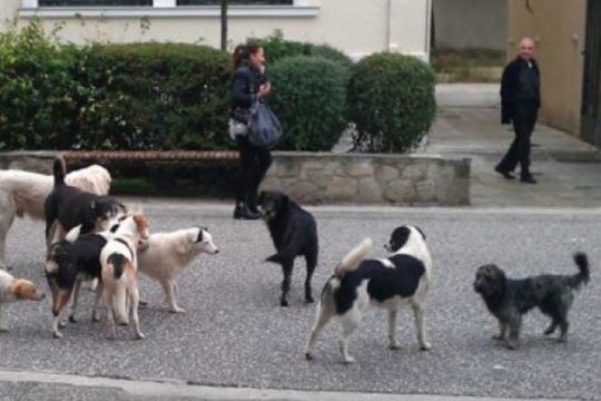 Σύσκεψη για τα αδέσποτα στα νοσοκομεία του Ηρακλείου