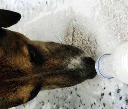 Πρόγραμμα στείρωσης αδέσποτων από τον Δήμο Χανίων