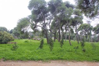 Αναζητούνται λύσεις για αγροτεμάχια που οδηγούνται εκτός επιδοτήσεων