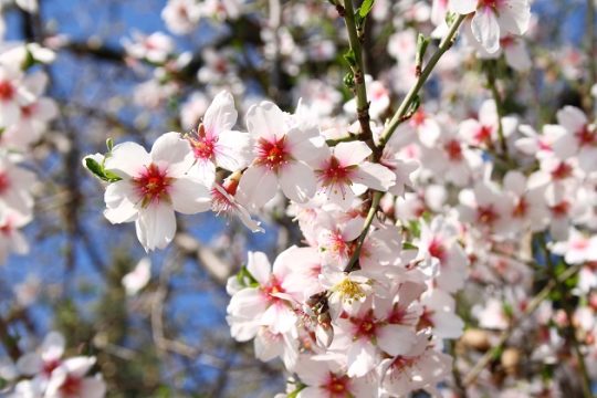 Παρά ταύτα οι μυγδαλιές επιμένουν ν’ ανθίζουν