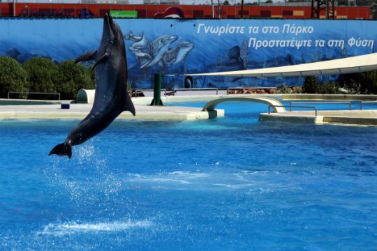 Ακόμα ένα δελφίνι πέθανε αιχμάλωτο στο Αττικό Ζωολογικό Πάρκο