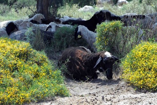 Βουκολικόν