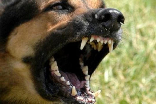 Τραυματισμός φοιτητή από αδέσποτα στα Χανιά