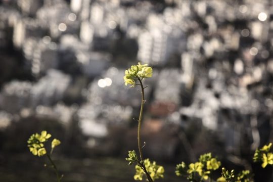 Ζήσε μαύρε μου (ώς) τον Μάη…