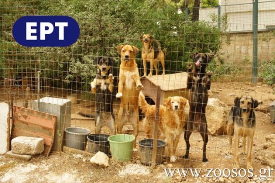Την ενοχλούν τα σκυλιά που φιλοξενούνται στο Ραδιομέγαρο της ΕΡΤ