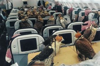 80 γεράκια πετάνε με ξένα φτερά