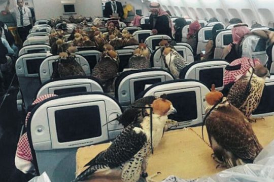 80 γεράκια πετάνε με ξένα φτερά